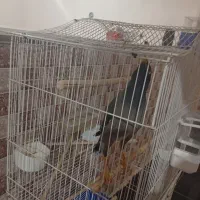 مرغ مینا سخنگوو عروس