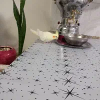 عروس هلندی نر دستی...|پرنده|کرج, ملک‌آباد|دیوار