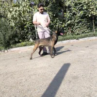 فروش سگ اصیل در مجموعه مجوزدار ایران|سگ|ملارد, |دیوار