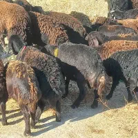 گوسفند شیشک بره