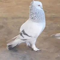 شامی های کاغذی  کاکلی پرپا کمیاب