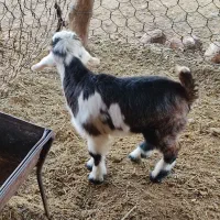 بزغاله شیری|حیوانات مزرعه|مهران (ایلام), |دیوار