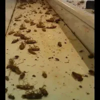 سم پاشی و نظافت سوسک وپشه وساس بامهر فاکتو|خدمات نظافت|تهران, تجریش|دیوار