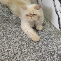 گربه پرشین واگذاری