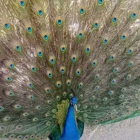 طاووس