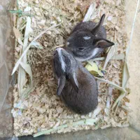 خرگوش|موش و خرگوش|بوشهر, |دیوار