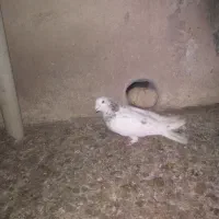 ۲تاکبوترپرشی|پرنده|آشخانه, |دیوار