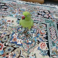طوطی ملنگو ماده