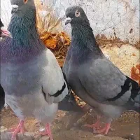 یک جفت کبوتر سبز