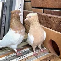 کبوتر کله ای نر شرور با ماده سینه ای زرد عروسک