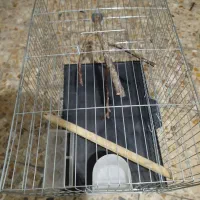 یک عدد عروس هلندی ماده|پرنده|تهران, هفده شهریور|دیوار