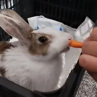 خرگوش داچ آلمانی