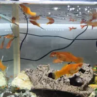 ماهی دم شمشیری