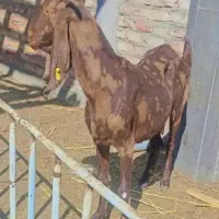 بزمری ....ونری|حیوانات مزرعه|زاهدان, |دیوار