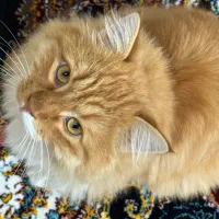 گربه خانگی|گربه|پیرانشهر, |دیوار