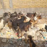 بزبیگ