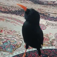 مرغ مینا