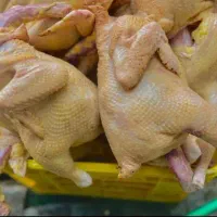 مرغ و خروس محلی پاک کرده