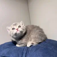 دختر بریتیش سیلور مو کوتاه|گربه|اصفهان, رزمندگان|دیوار