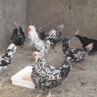 مرغ گلین|حیوانات مزرعه|لاران, |دیوار