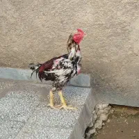 لاری|حیوانات مزرعه|خرم‌آباد, |دیوار
