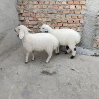 دوتا2تا بره دوقلو نر و ماده/خانگی نان خور وجوخور|حیوانات مزرعه|زاهدان, |دیوار