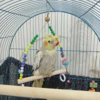 عروس هلندی