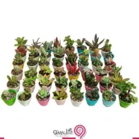 سرای کاکتوس وساکونت|گل و گیاه طبیعی|رباط‌کریم, مسکن مهر آبشناسان|دیوار