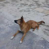 واگذاری سگ نژاد مالینویز|سگ|آمل, |دیوار