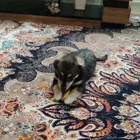 واگذاری سگ رایگان|سگ|ری, اقدسیه|دیوار