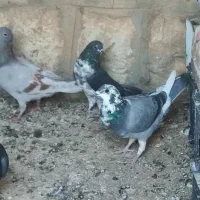 کبوتر کاشونی درجه یک