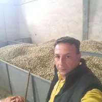 بادام زمینی تازه عمده و خرده|عمده‌فروشی|شوط, |دیوار