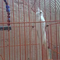 آلبینو عروس