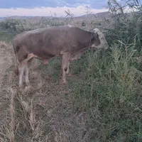 برژیکی نر تخمی درجه یک مخصوص دامازیخ تک رنگ