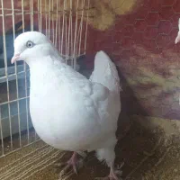 سفید چشم نوک سفید بمبوی نرماده