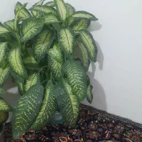 این گل زیبا طبیعی ب فروش میرسد