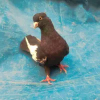 کبوتر سینه سیاه