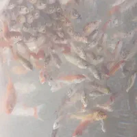 ماهی کوی ۲ بند تا ۴ بند مخلوط