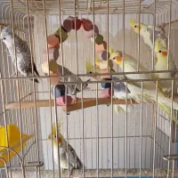 عروس هلندی ایزبلا دوکت لوتینو  آلبینو دوکت وآلبینو|پرنده|تاکستان, |دیوار