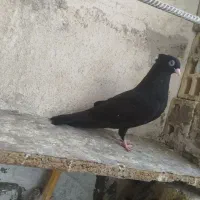 جوجه دونخور قیل چشم نوک واکسی