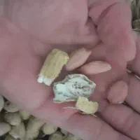 بادام زمینی خوراک دام|لوازم جانبی حیوانات|سرپل ذهاب, |دیوار