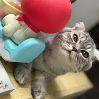 گربه نر اسکاتیش|گربه|ایرانشهر, |دیوار