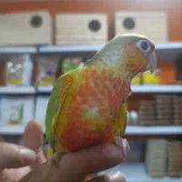 طوطی گرینچیک ها دبل رد کلکسیونی|پرنده|قائمشهر, |دیوار