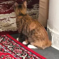 واگذاری گربه ماده 7 ماهه dsh|گربه|شیراز, تحویلی|دیوار