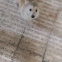 پاکوتاه جیبی