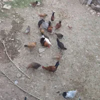 مرغ محلی محلی