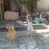 خروس و مرغ گلین و کورچ و اردک