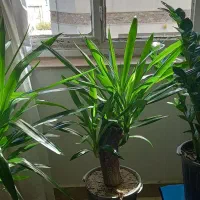 گل طبیعی|گل و گیاه طبیعی|سنندج, |دیوار