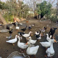 فروش غازواردک وقوغاز|حیوانات مزرعه|پیربازار, |دیوار