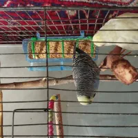 پرنده